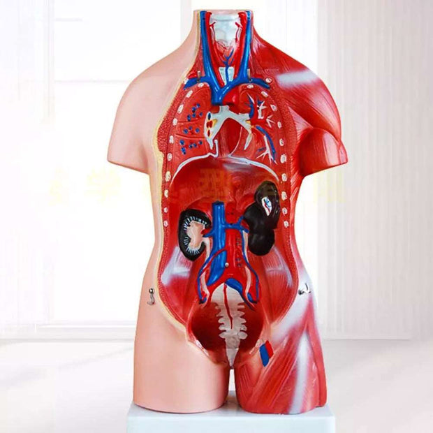 28cm Anatomical Human Body Model