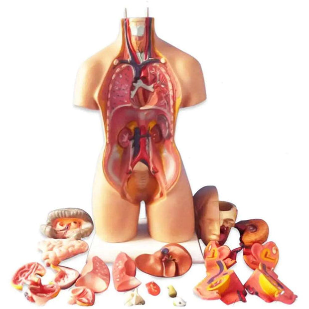 28cm Anatomical Human Body Model