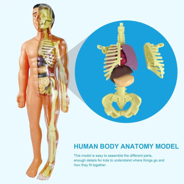 Human Body  Skeleton Model