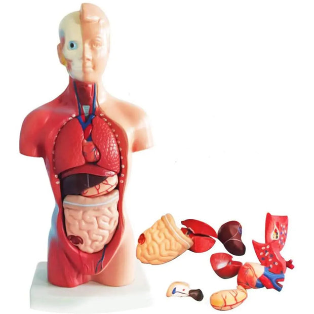 28cm Anatomical Human Body Model