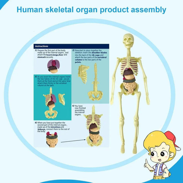 Human Body  Skeleton Model