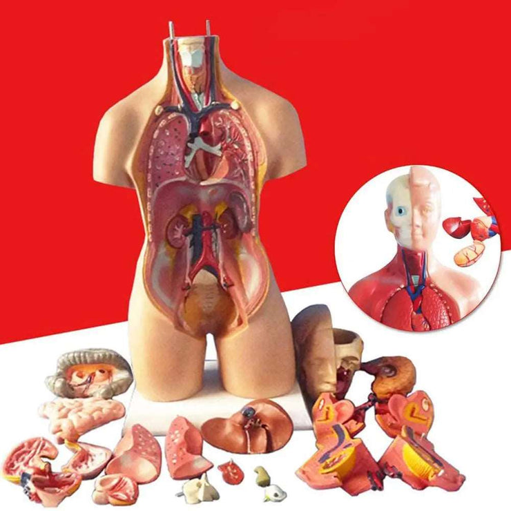 28cm Anatomical Human Body Model