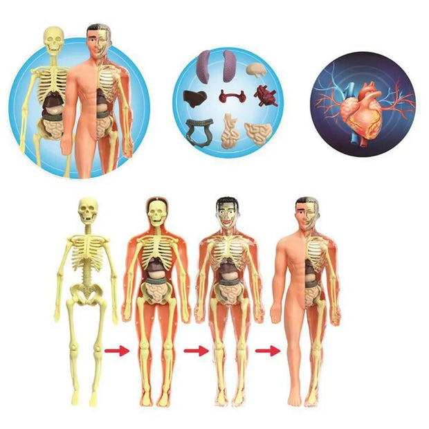 Human Body  Skeleton Model