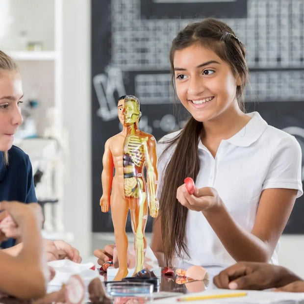 Human Body  Skeleton Model