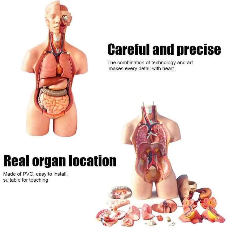 28cm Anatomical Human Body Model