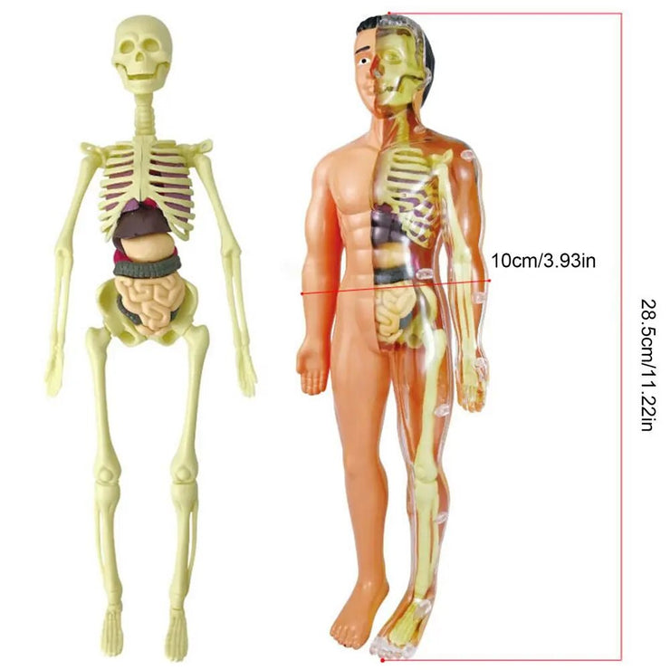 Human Body  Skeleton Model