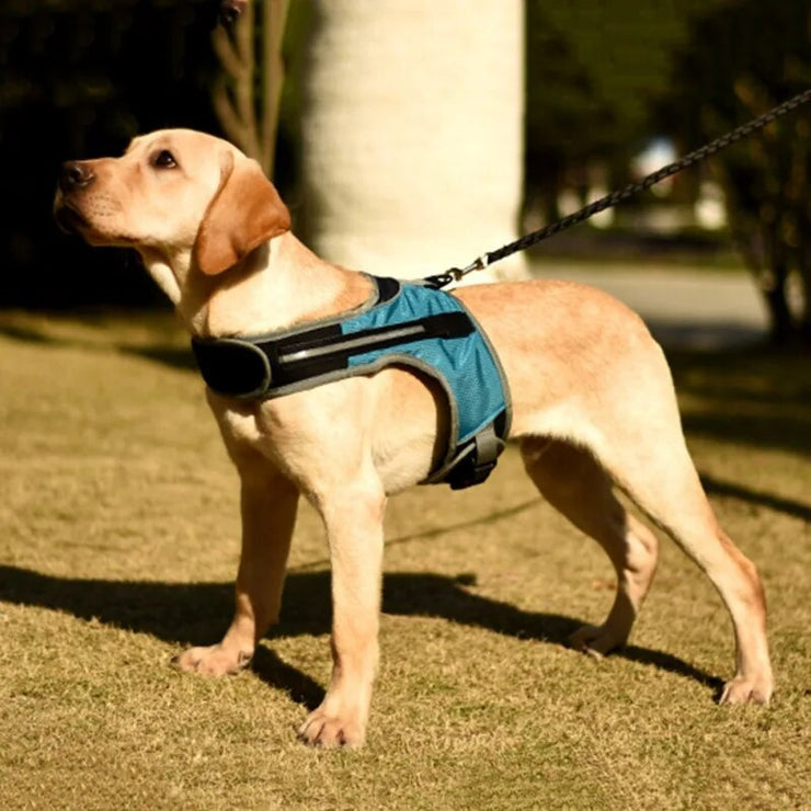 Pet Dog Adjustable Harness