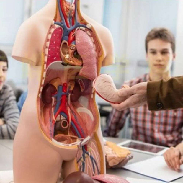 28cm Anatomical Human Body Model