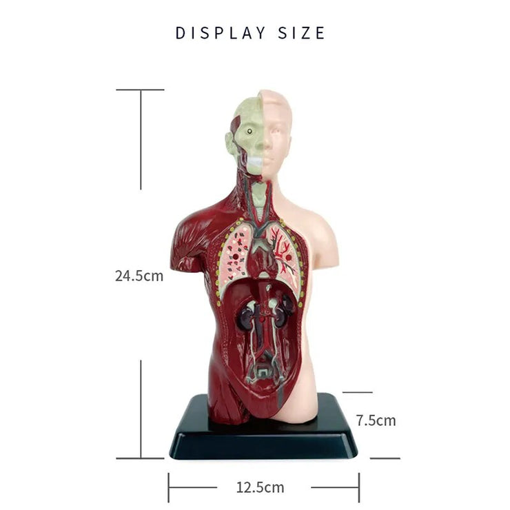 3D Human Anatomy Organ Model