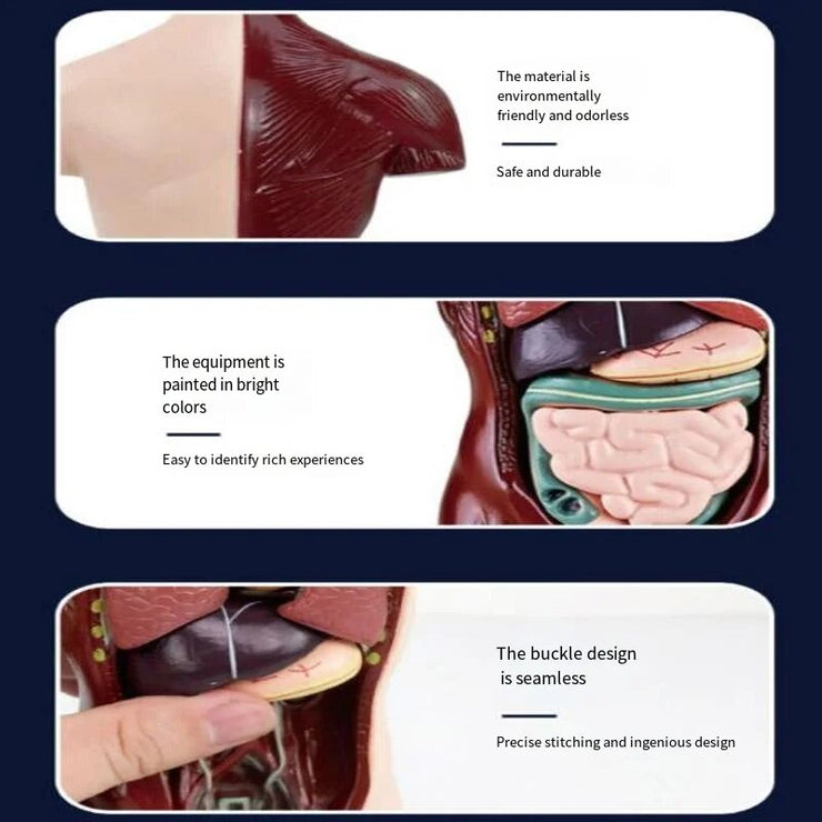 3D Human Anatomy Organ Model