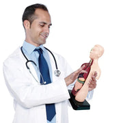 3D Human Anatomy Organ Model