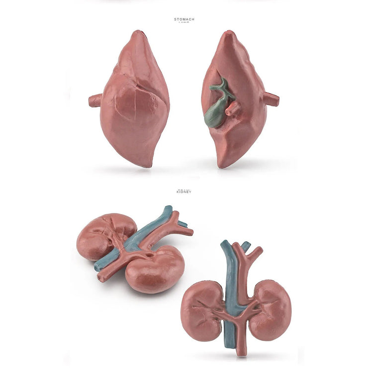 Kid 3D Human Body Organ Model