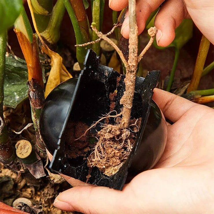 Plant Grafting Rooting Box