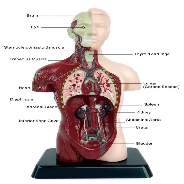 3D Human Anatomy Organ Model