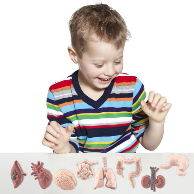 Kid 3D Human Body Organ Model