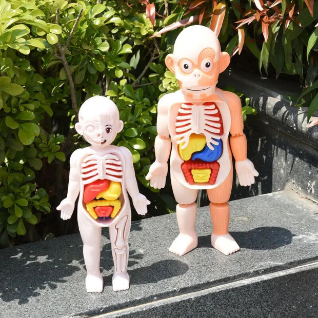 Human Organ Assembled Body Toy