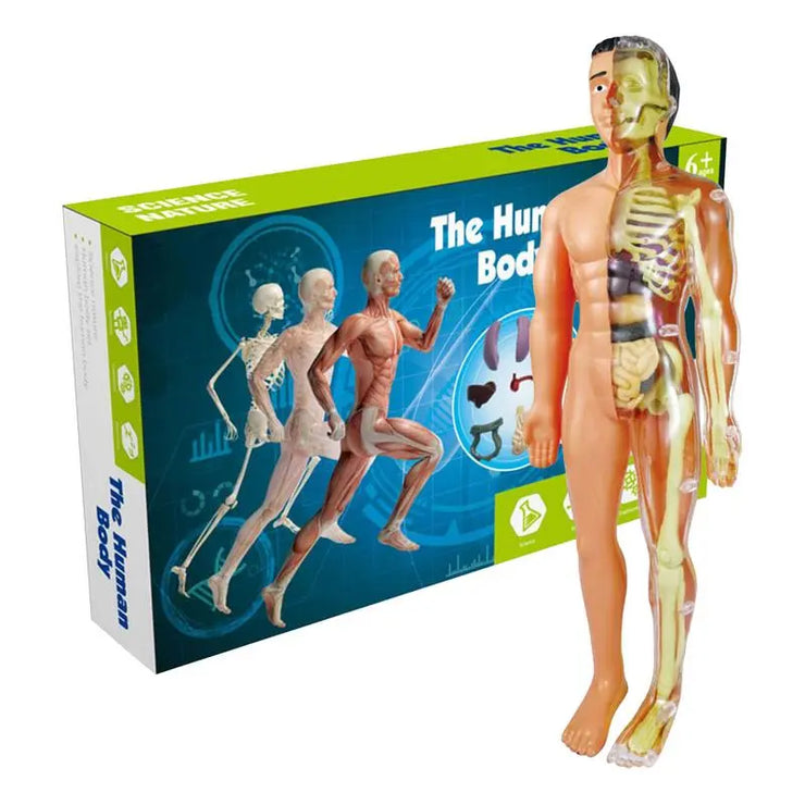 Human Body  Skeleton Model