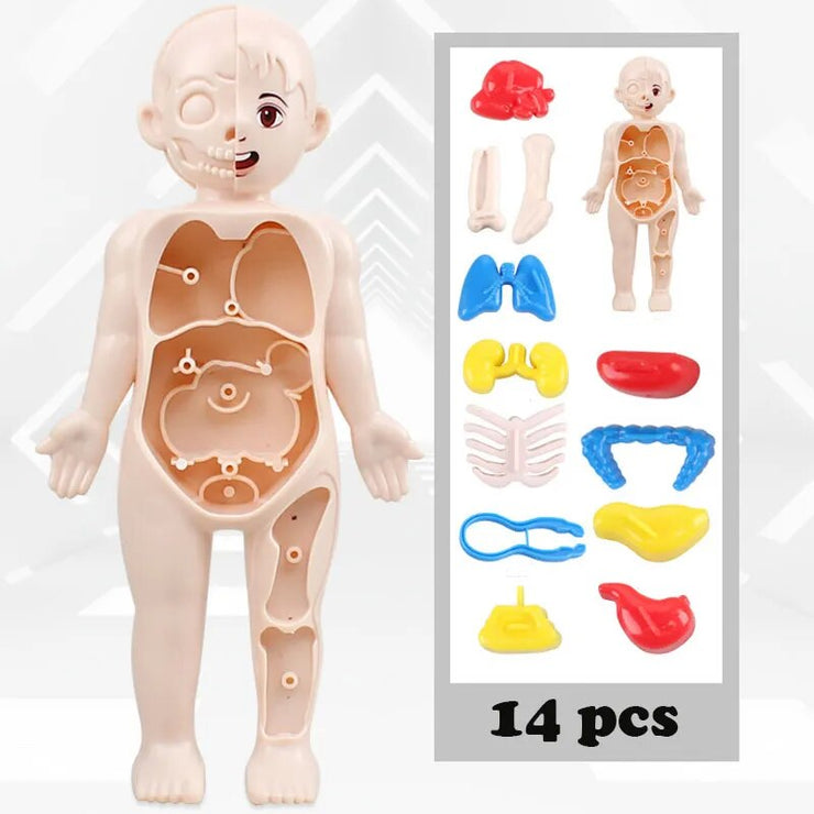 Human Organ Assembled Body Toy