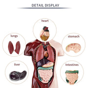 3D Human Anatomy Organ Model