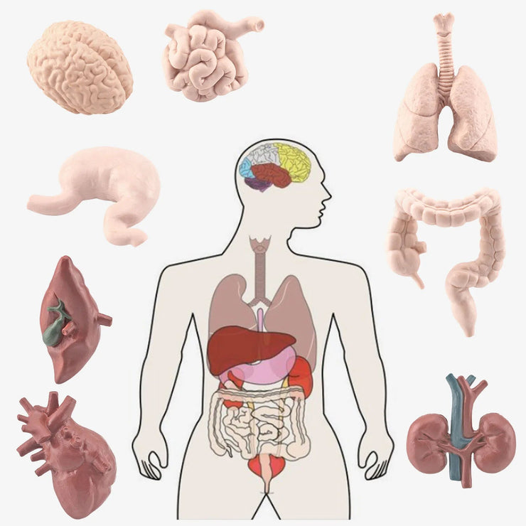 Kid 3D Human Body Organ Model