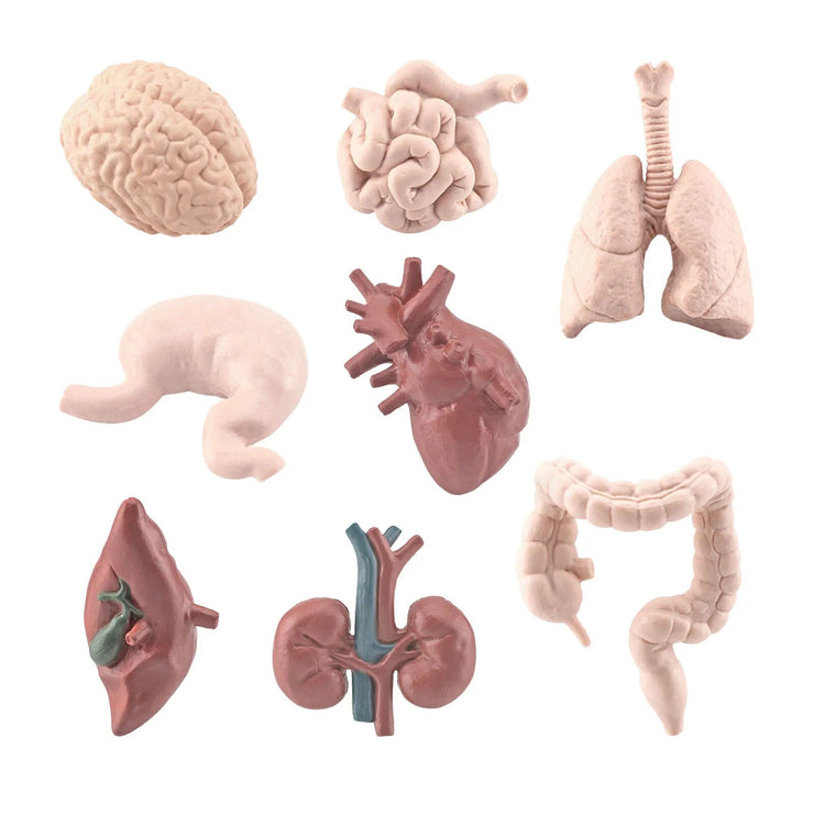 Kid 3D Human Body Organ Model